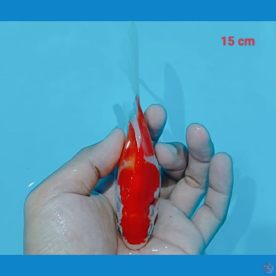 Tamasyaba 15 cm