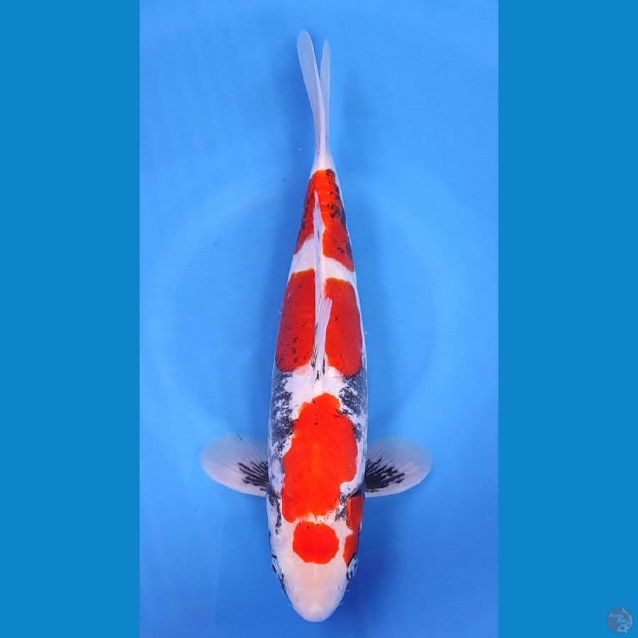 MARUTEN KUMON HQ ~33cm/Male~