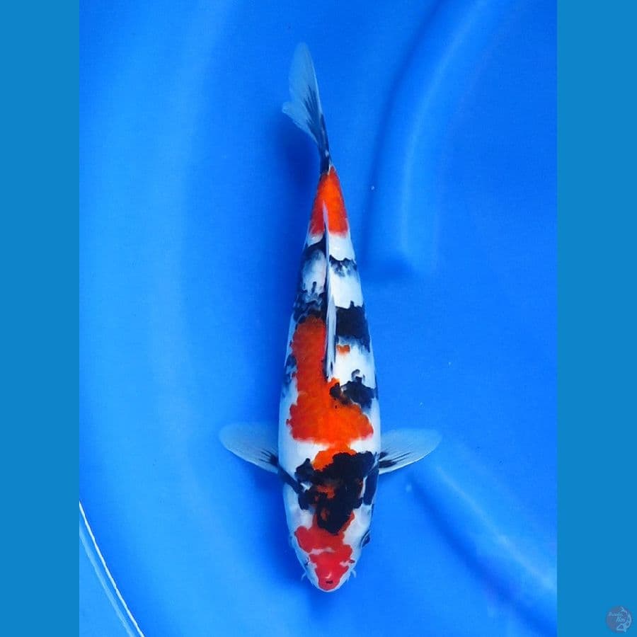 34cm , Showa HQ