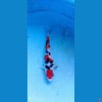 sanke SQ 15 cm ori