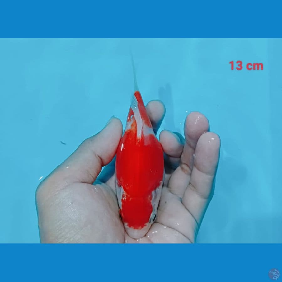 Tamasyaba 13 cm