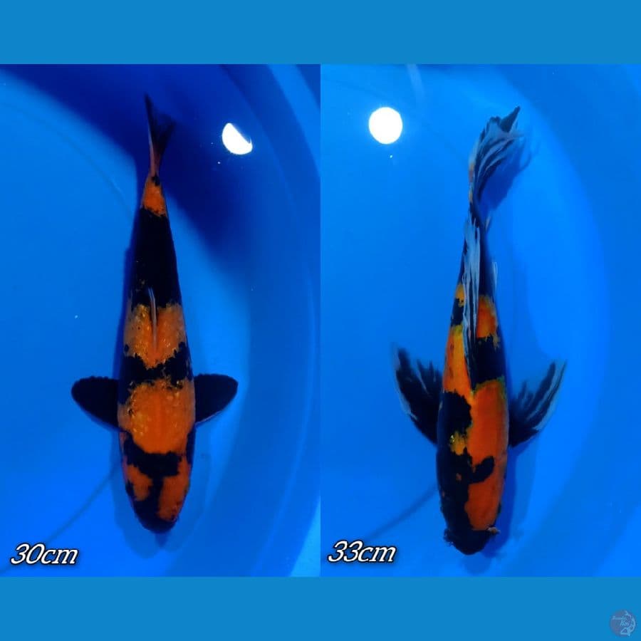 PEMANIS KOLAM  30_33cm.  