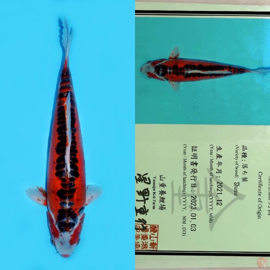 YAMAJU JUMBO SHUSUI HQ 48CM