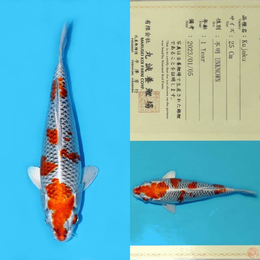 MARUSEI SAKURA KUJAKU SQ 33CM