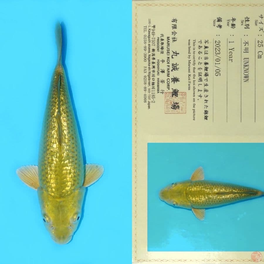 MARUSEI GINRIN MIDORI SQ 33CM SUPER BODY