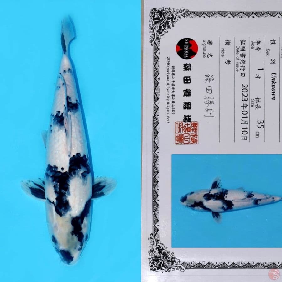 SHINODA SHIRO UTSURI HQ 43CM (super tategoi)
