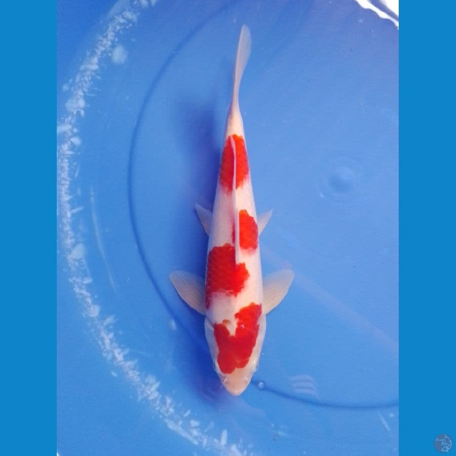 kohaku 31cm/male