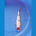 sanke 32cm/female