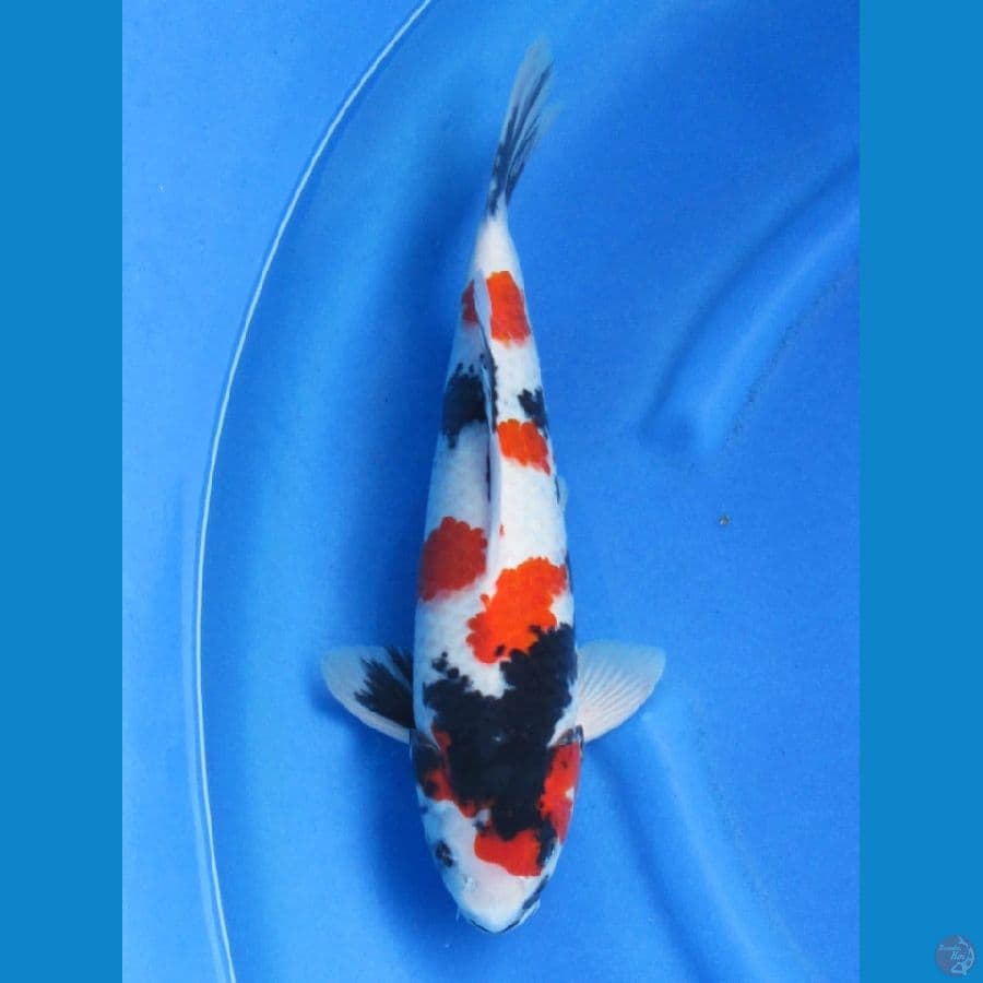 40cm - Bl Ogata - Red Kindai Showa