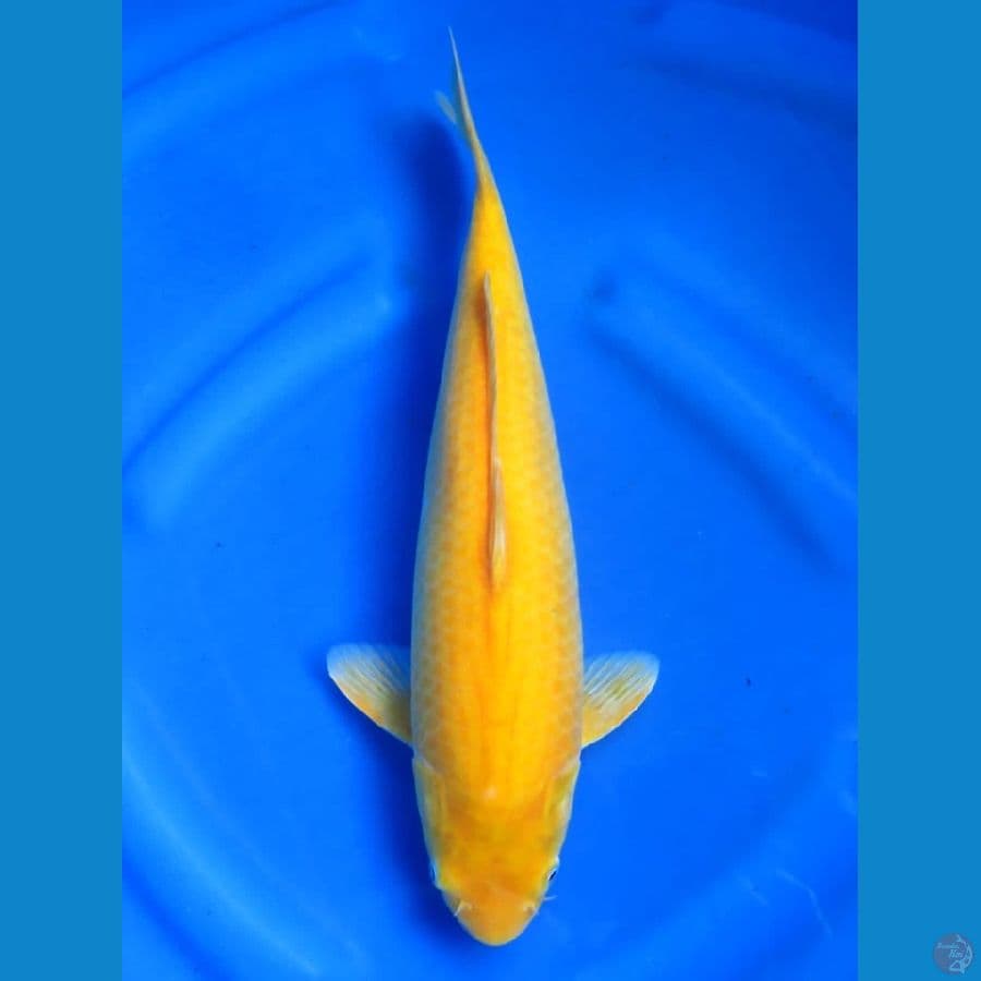 35cm - Bulky Karasi - Tidak Bocor