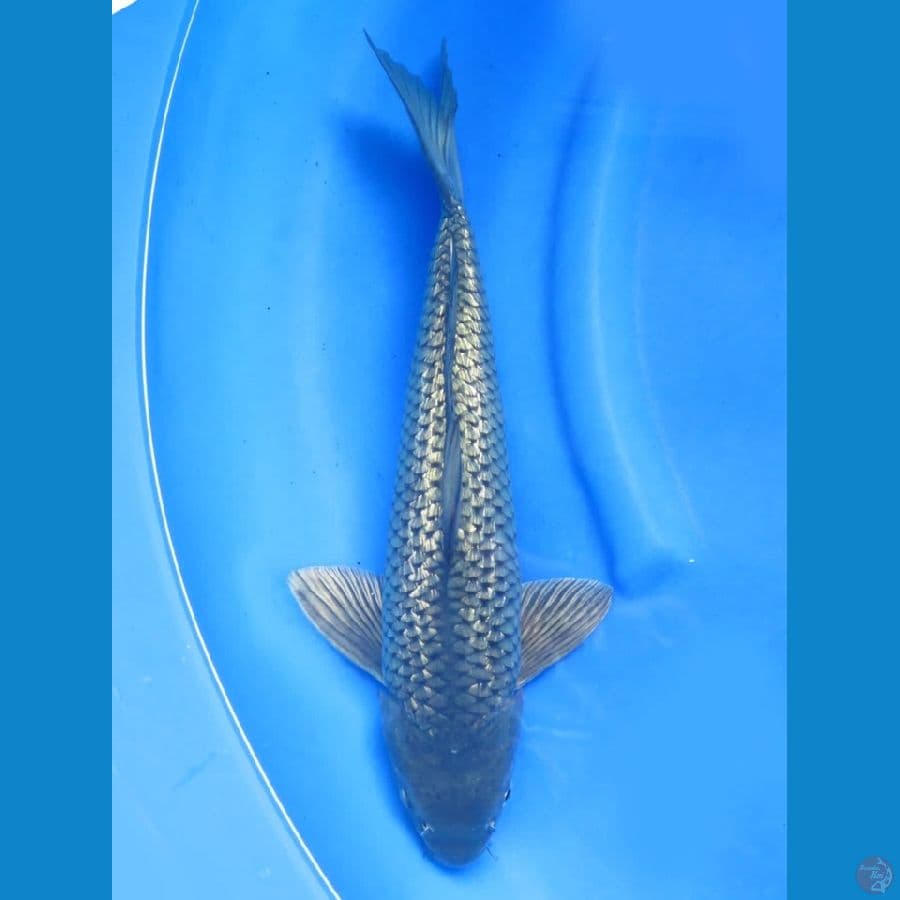 41cm - Jumbo Diamond