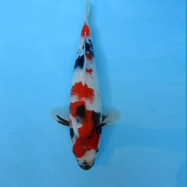GINZA 11 ~ SHOWA  EVOLTION,-