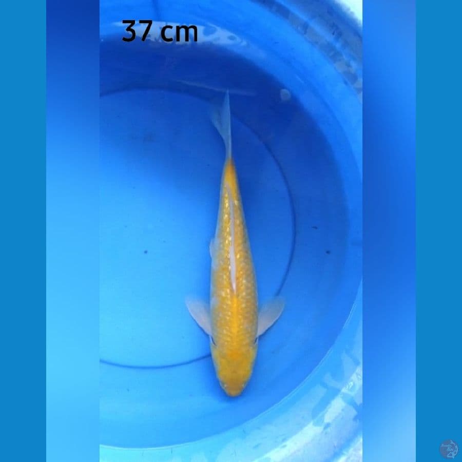 Karashi ginrin  mata merah 37 cm punuk jumbo male