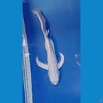 sleyer platinum 36 cm