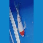 tancho sanke sleyer 35cm