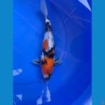 showa bulki 32cm