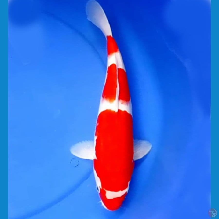 SUPER STRONG KOHAKU 37cm