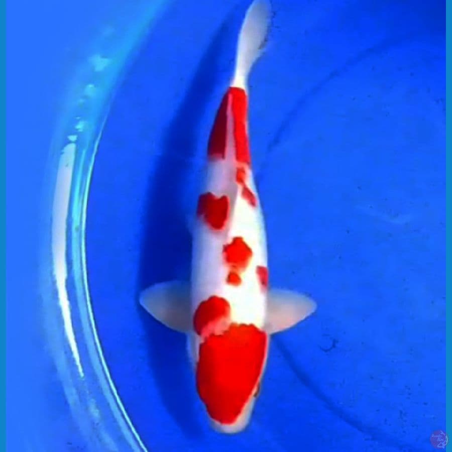 SAKURA KOHAKU ISTIMEWA 35cm