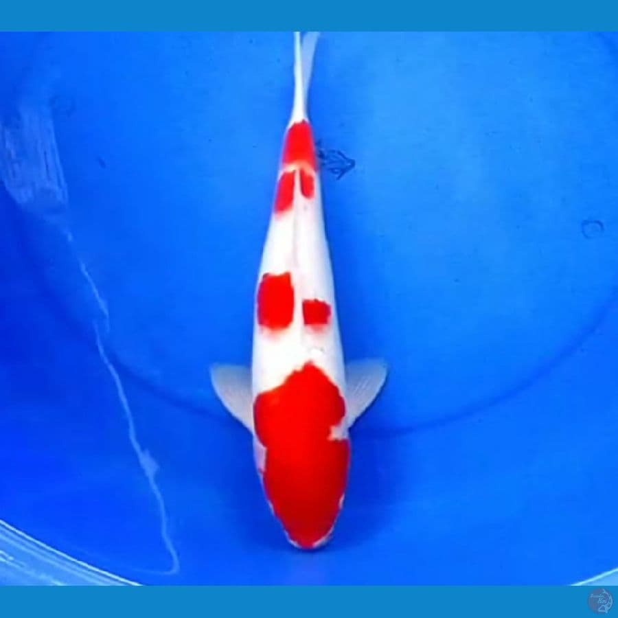ABSTRAK KOHAKU MERONA 38cm