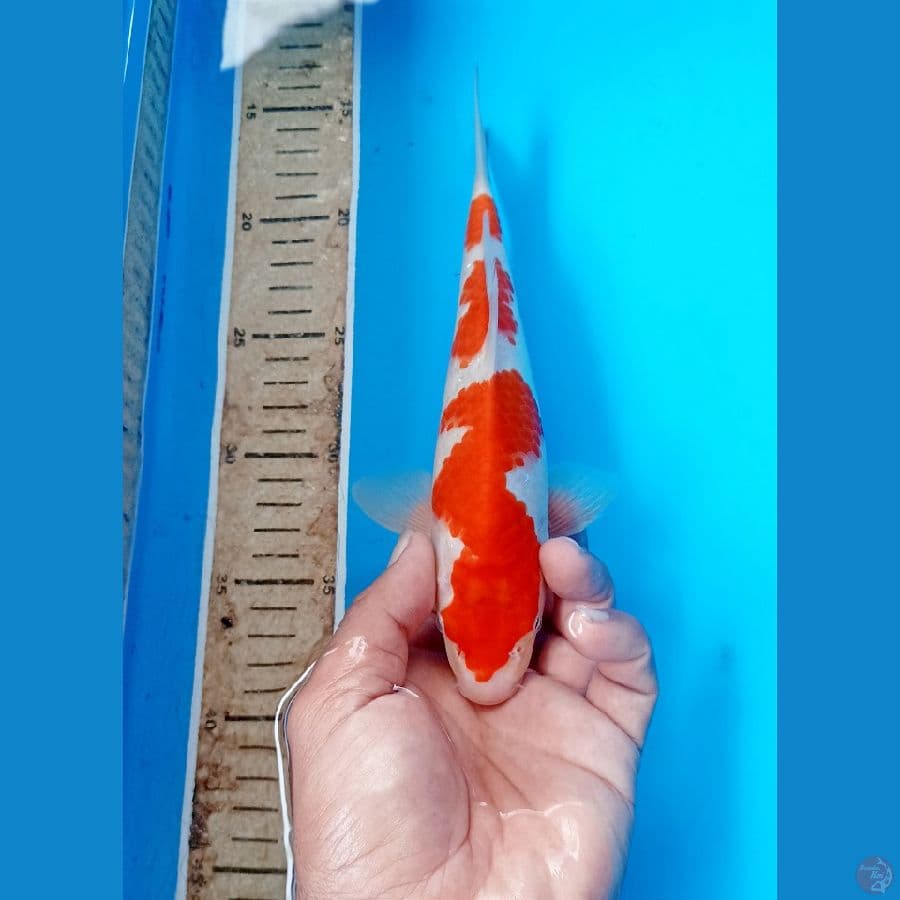Kohaku 24cm