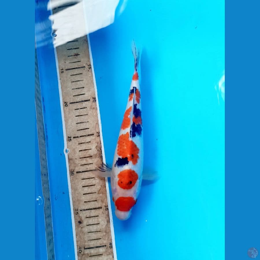 Sanke 23cm