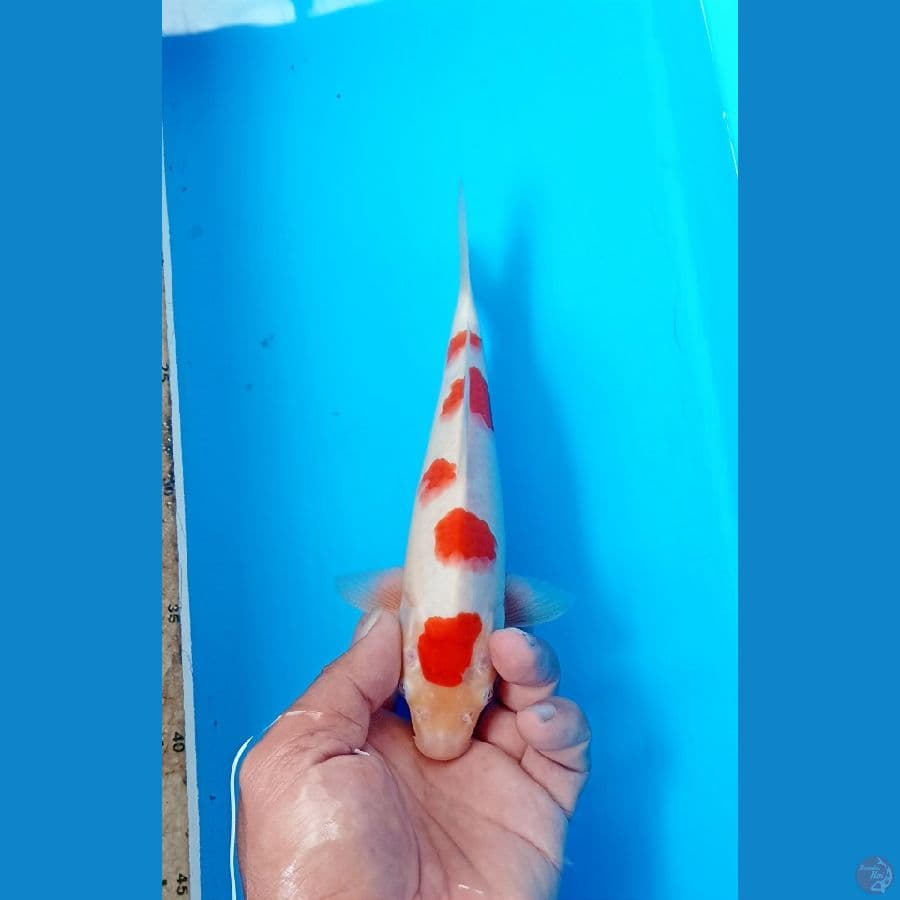 Kohaku 22cm