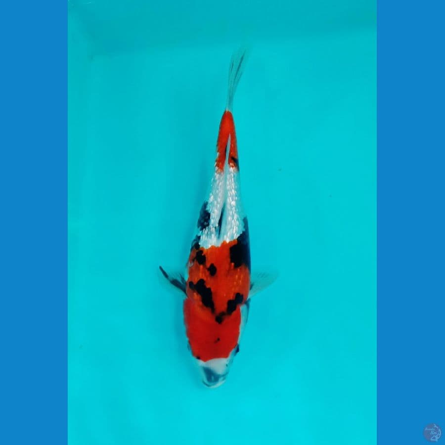 showa ginrin ±30cm