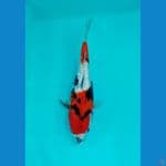 showa ginrin ±30cm