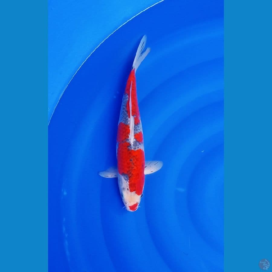 ghosiki jantan size 40 cm