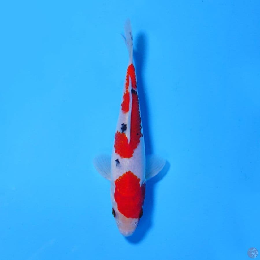 F17CM SANKE SKIN HALUS
