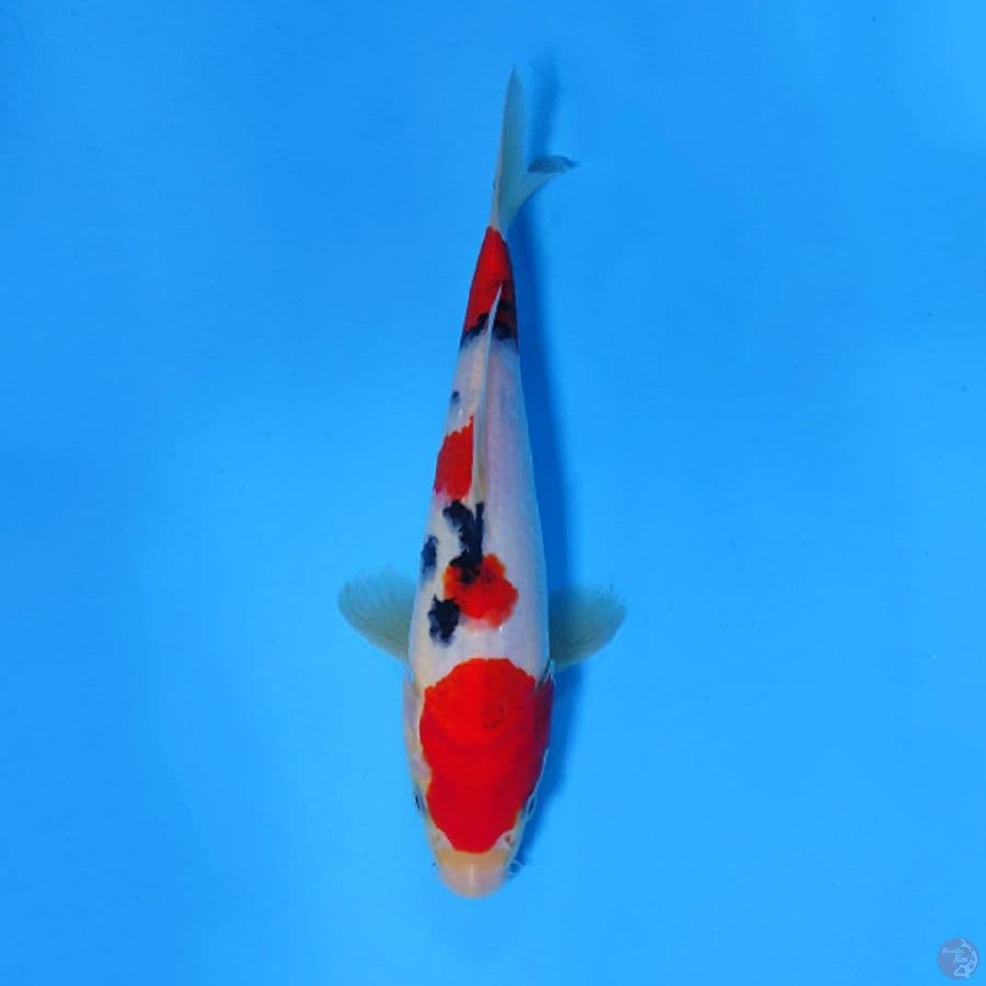 F22CM SANKE GOOD QUALTY