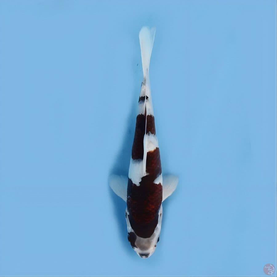 budo koromo 17 cm
