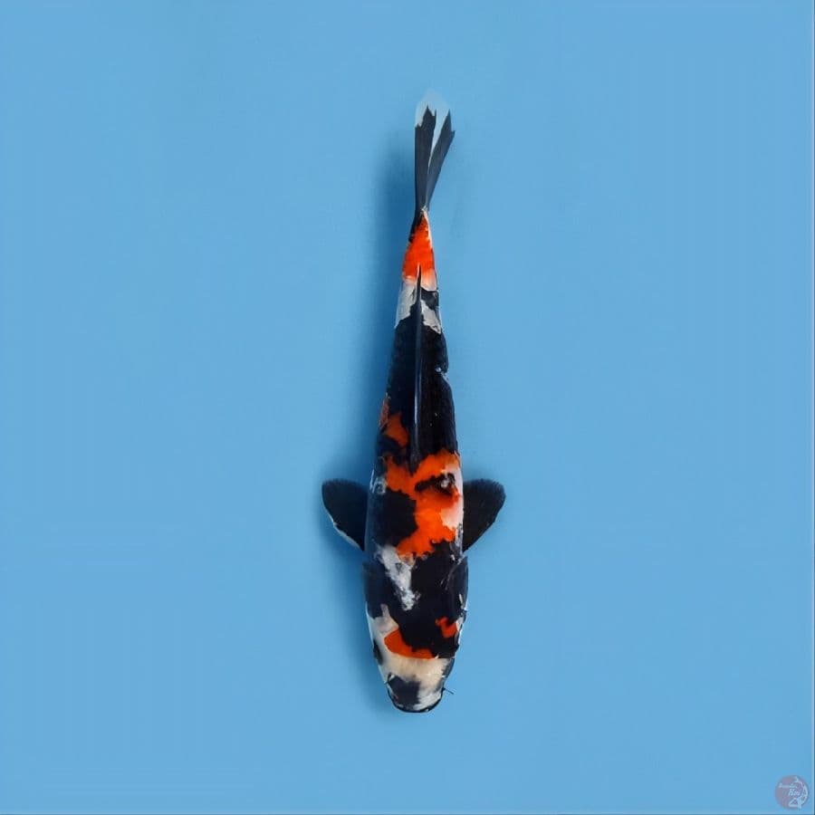 showa 17 cm original