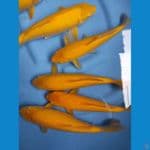 karasi corn 7 ekor 30-39 cm bersih 