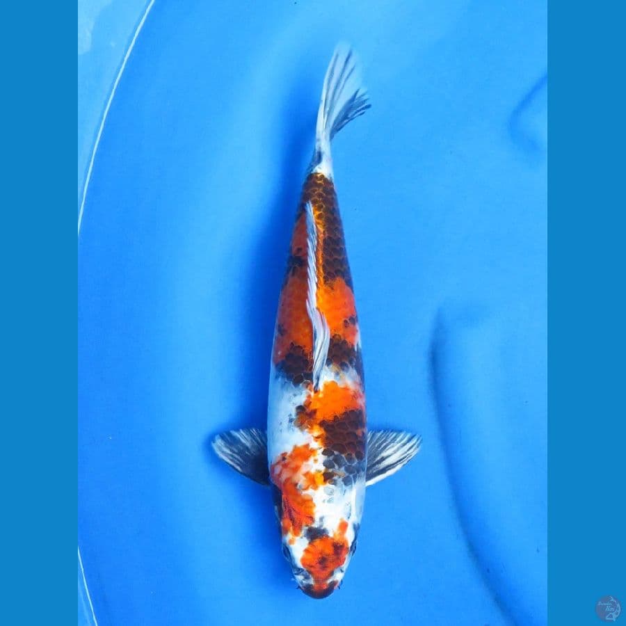 38cm , SQ Kin Showa