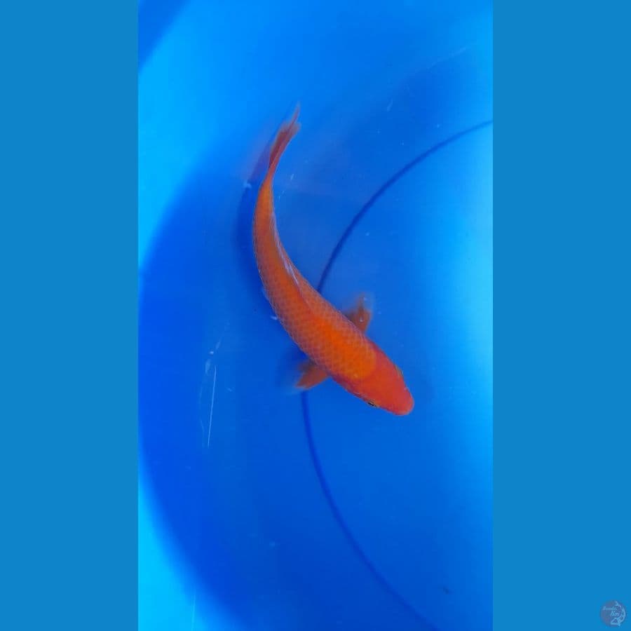 Benigoi mini 22cm