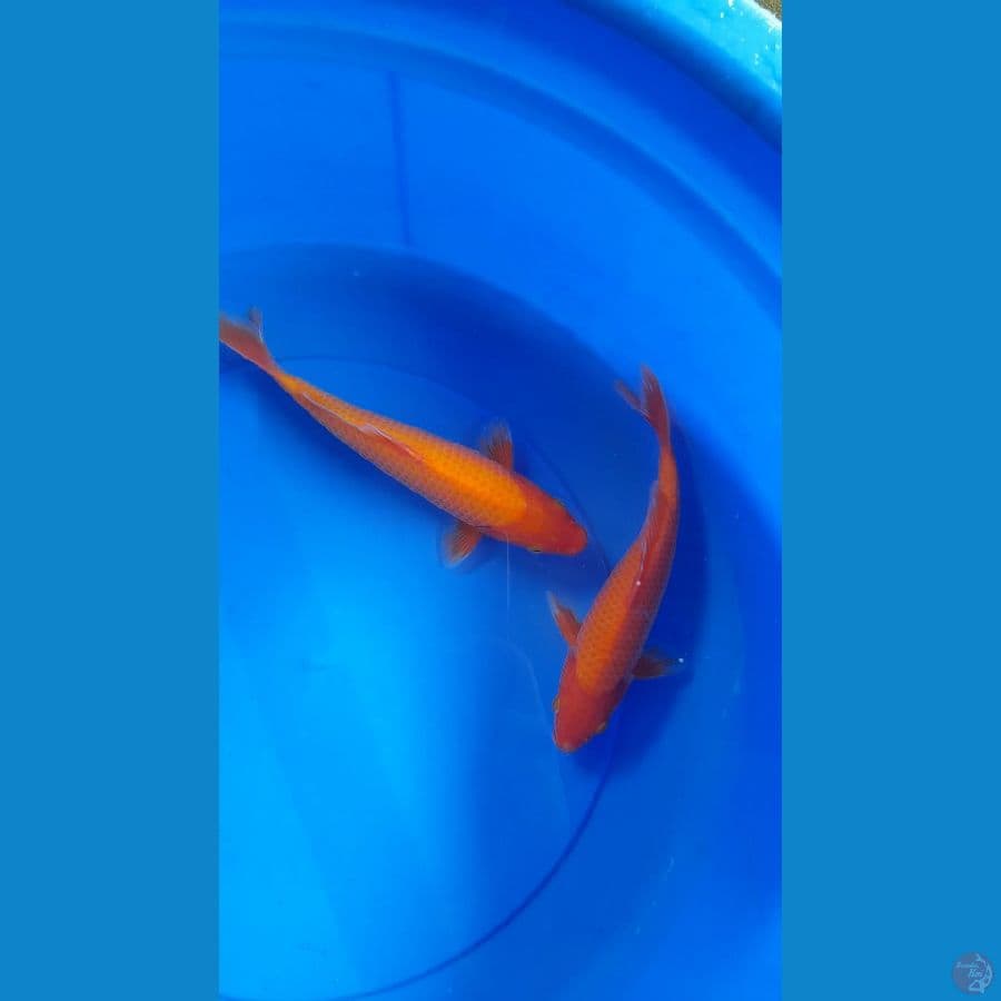 2 Benigoi 22,24cm