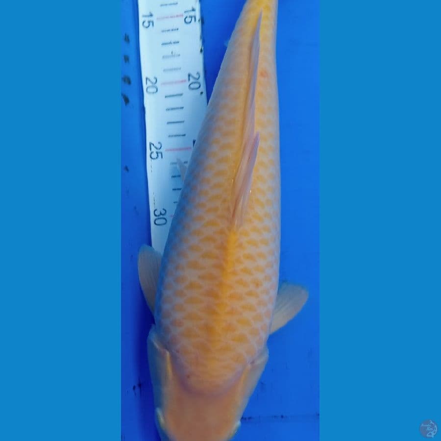 karasi jagung manis