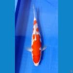 Kohaku 32cm