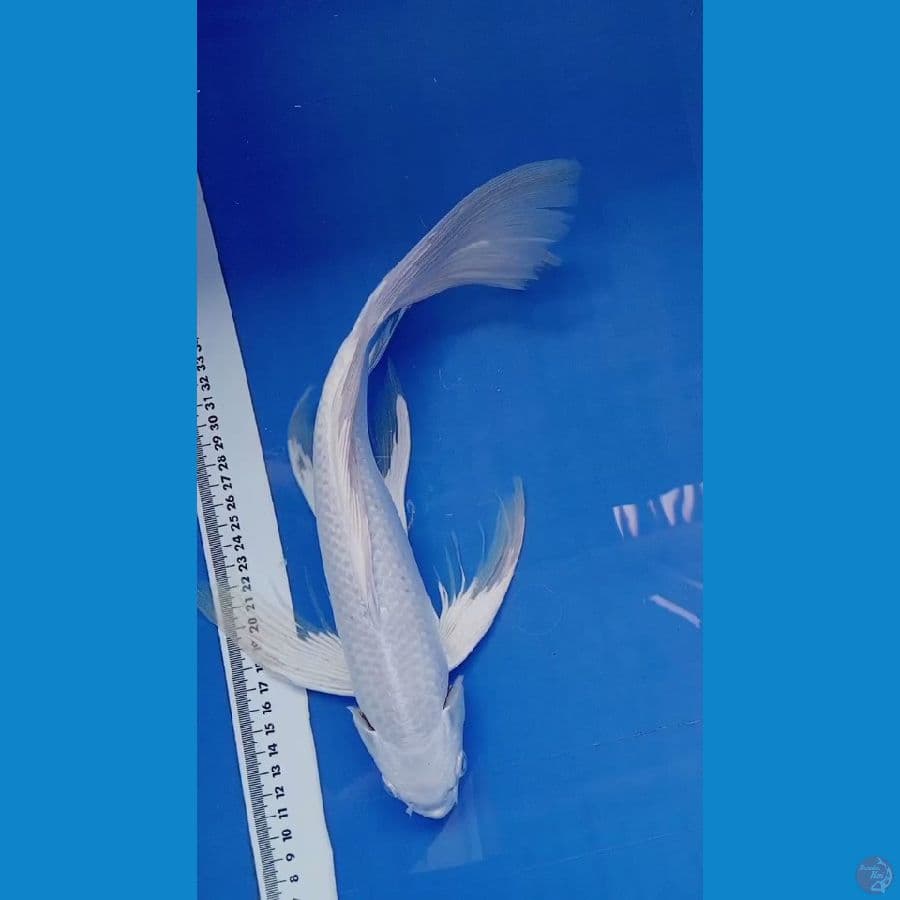 sleyer platinum 36 cm