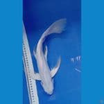 sleyer platinum 36 cm