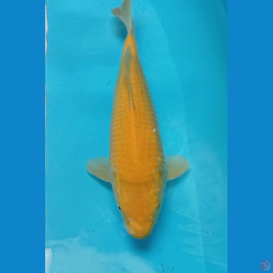 Karashi Corn Male 32cm™