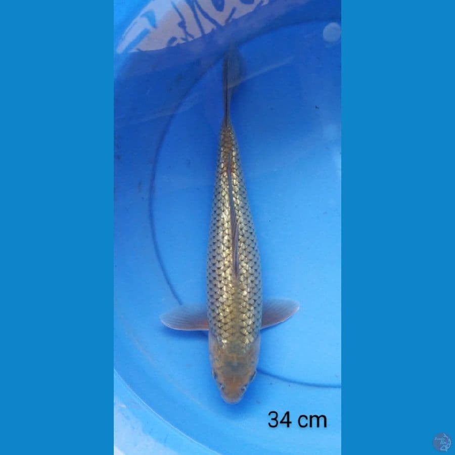 soragoi 34 cm