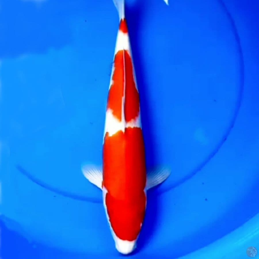 Hq Kohaku Strong Jumbo 41cm