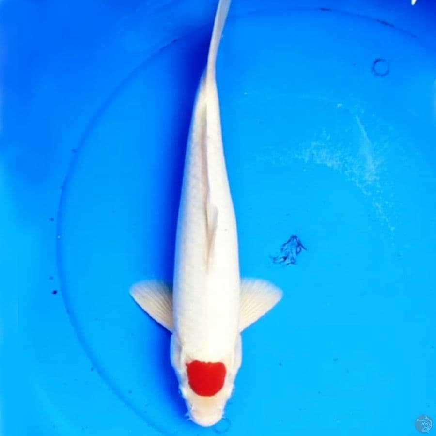Original Tancho Hq 36cm