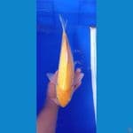 karasi ginrin mata merah 39 cm male