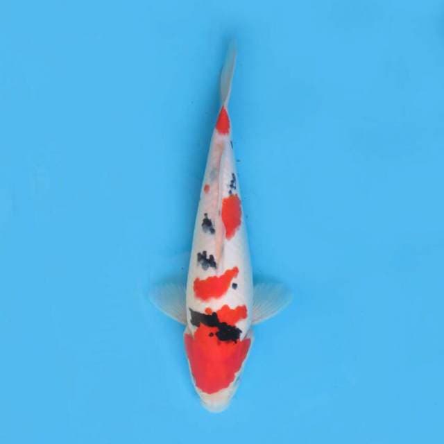Taisho bagus 32cm