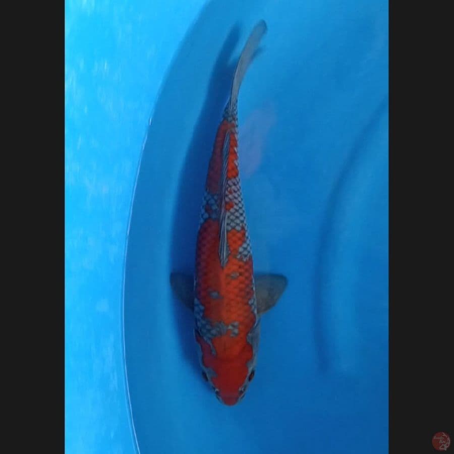 ( 33CM ) OCHIBA - MALE