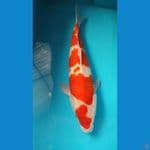 ai goromo 39 cm lelaki tangguh