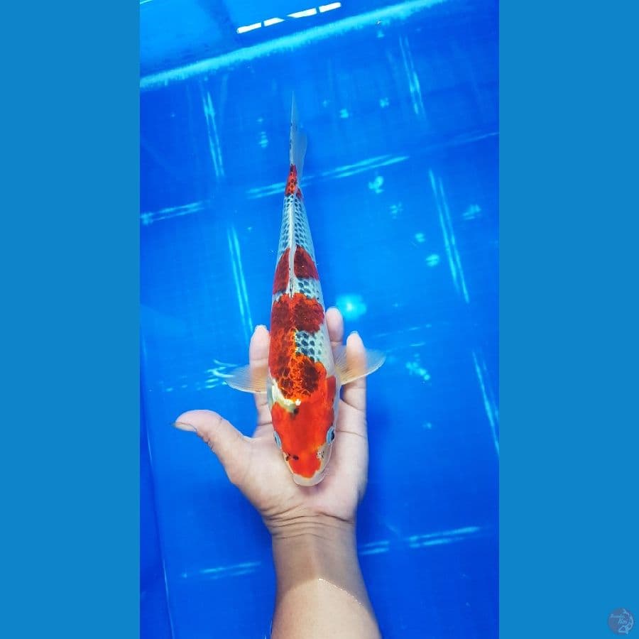 Goshiki 29 cm